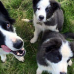 InfoCampo: Los productos veterinarios para pequeños animales cerraron un primer semestre con viento a favor